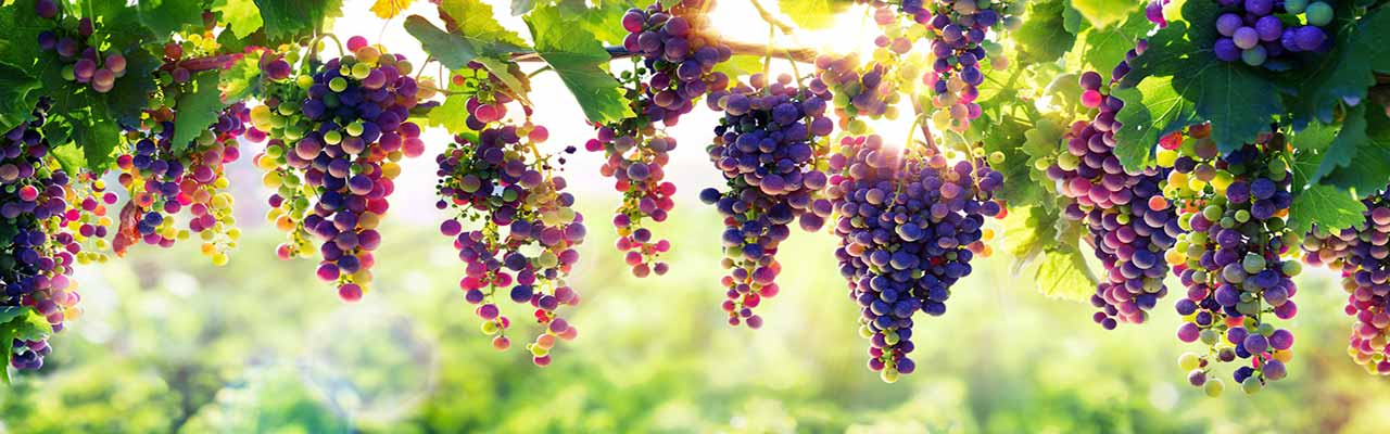 Агротуризмы с виноградниками в Тоскане
