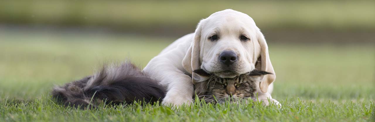 благоприятный для животных дом