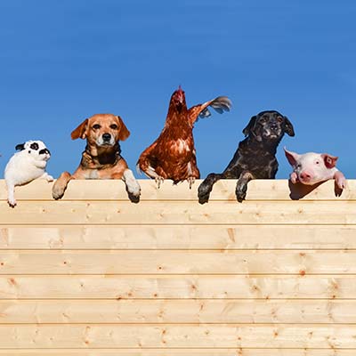 Агротуризм с фермерскими животными