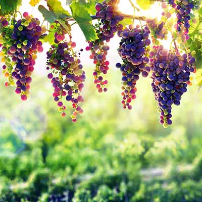 Праздники в ферме с виноградниками Тосканы