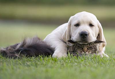 Удобные для животных фермы в Италии? Конечно!