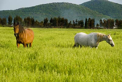 Агротуризм с конюшнями