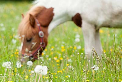 Праздники в Италии в образовательных фермах